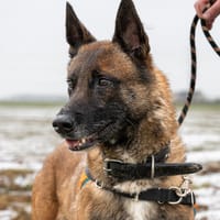 Rayder, chien à adopter