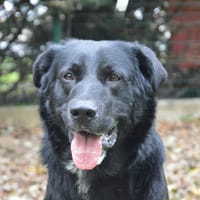 SHELBY CHAO, chien à adopter