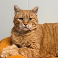 NEEDLE (FIV+), chat à adopter