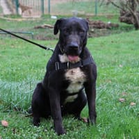 IKE, chien à adopter