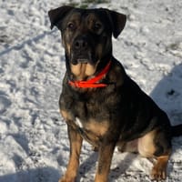 MASTOK, chien à adopter