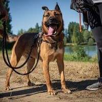 Rocket, chien à adopter