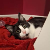 Mika, chatte à adopter