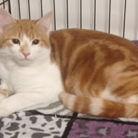 Julio, chat à adopter