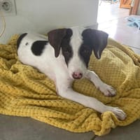 LOVELY est un amour, chienne à adopter