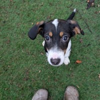 Faith, female dog to adopt