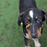 Eve, female dog to adopt