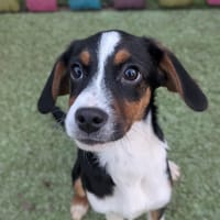 Hope, female dog to adopt