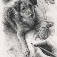 Bobby, le timide, chienne à adopter