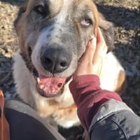 DAGA, chienne à adopter