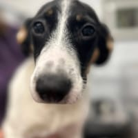 Holly, female dog to adopt