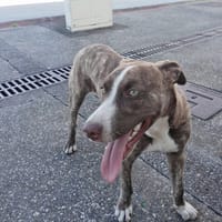 CANDY, chiot femelle Berger Créole, chienne à adopter