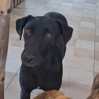 USLA, Femelle junior Berger Créole, chienne à adopter