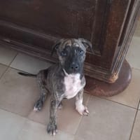 ZEUS, chiot berger créole mâle, chien à adopter