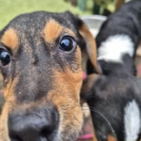 Ivy, female dog to adopt