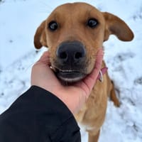 CHOUPY, Mâle berger créole junior, chien à adopter