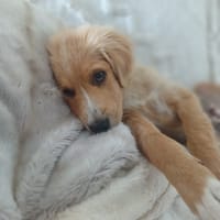 KODA, chiot mâle Croisé Retriever, chien à adopter