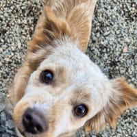 Merry, female dog to adopt