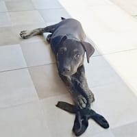 APOLLON, chiot Berger Créole mâle, chien à adopter