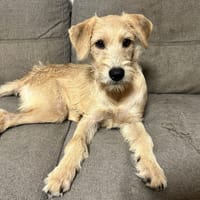 MANHATTAN,  chiot femelle croisée, chienne à adopter
