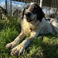 Tim, chien à adopter