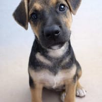 🐾 À L’ADOPTION – SPARKY 🐾, chien à adopter