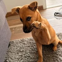 ANAYA, chienne à adopter