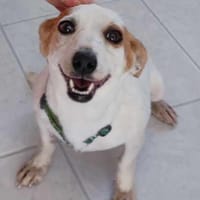 PITAYA, chienne à adopter