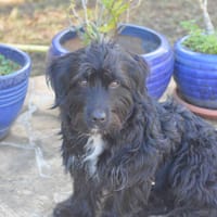 SANJI, chien à adopter