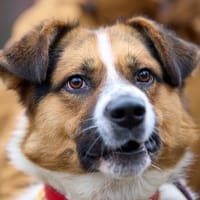 Forrest, pies do adopcji