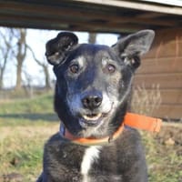 Horsti, Hund zur Adoption