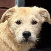 BARNY-zuckersüßer Jung-Rüde, 44 cm, Hund zur Adoption