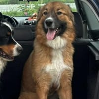 🐾💙Eddie sucht aktive Menschen💙, Hund zur Adoption