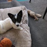 Bella, Hündin zur Adoption