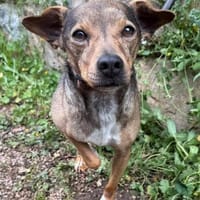 Verschmuster Pete sucht Abenteuer-Family, Hund zur Adoption