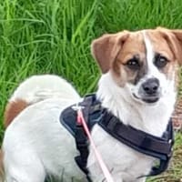 Tolle kleine Mona wartet auf Sie!, Hündin zur Adoption