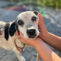 Ein Fall für Kommisar Frank T., Hund zur Adoption