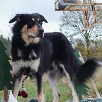 Matteo, Hund zur Adoption