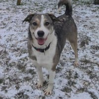 Liberty - freundlich, lieb & verspielt, Hündin zur Adoption