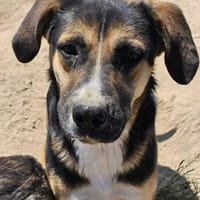 Prachtbusche Goofy sucht sein Zuhause, Hund zur Adoption
