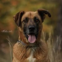 Petrokhan, Hund zur Adoption