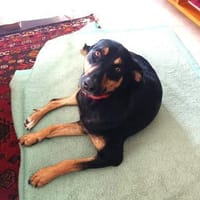 ❤Handicap - Ein Wunder für Elenia...🙏, Hündin zur Adoption