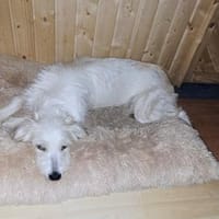 Wuschelhündin Nele sucht ein Home, Hündin zur Adoption