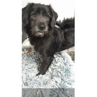 Chilli - wartet in 38122 Braunschweig, Hund zur Adoption