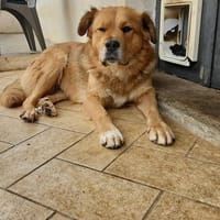 Laika 💚💚💚 lieb und kontaktfreudig, Hündin zur Adoption