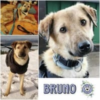 BRUNO * familienfreundlicher Bub, Hund zur Adoption
