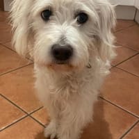 BRUNO - in 40472 Düsseldorf, Hund zur Adoption