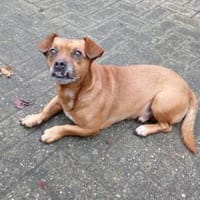 0815 war gestern, heute kommt Bobby ;), Hund zur Adoption