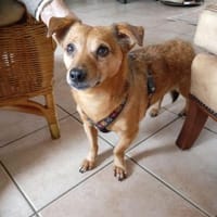 Süßer kleiner Pikku sucht sein Glück, Hund zur Adoption