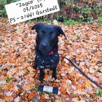 Treuer -Zayco- - PS - 21441 Garstedt, Hund zur Adoption
